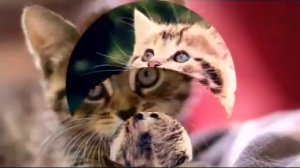 Песня "МИ МИ МИ".