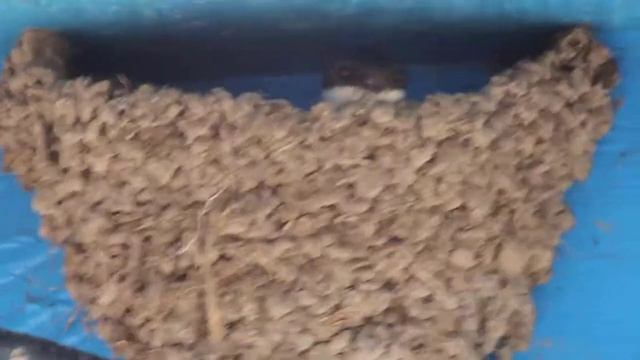 ласточка смотреть онлайн