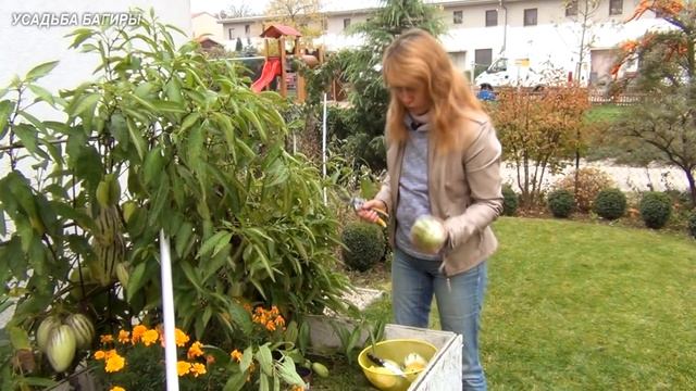 Сбор урожая пепино. смотреть онлайн