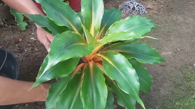 Chlorophytum Orchidastrum :Lumina❤