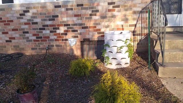 chamaecyparis pisifera / encore azaleas смотреть онлайн