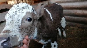 Купил бычка. Как правильно выбрать телёнка.