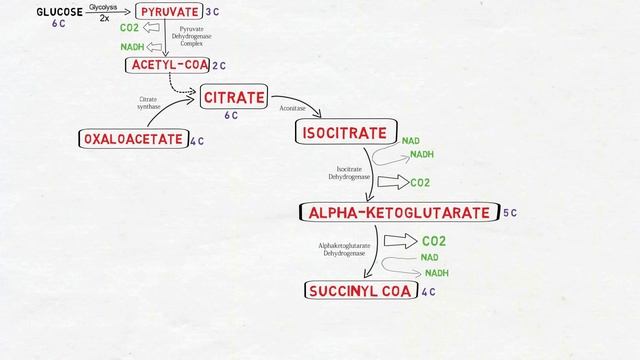 KREBS CYCLE MADE SIMPLE - TCA Cycle Carbohydrate Metabolism Made Easy.mp4 смотреть онлайн