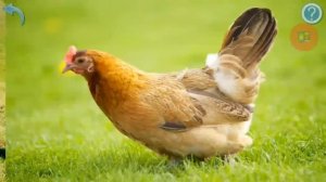 Карточки Домана Домашнии животные