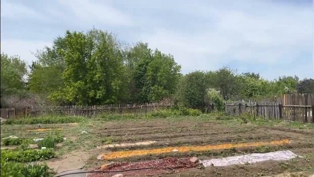 Дача #13. Высадка рассады #дача #дачныйвлог #дачныйучасток #дачныедела #павлодар смотреть онлайн