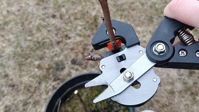 Прививка груши прививочный секатором смотреть онлайн