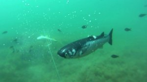 Охота на лобана 2018 июнь Часть 2