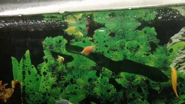 Тернеции живьем сожрали гуппи. Жесть. смотреть онлайн