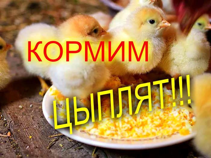 КОРМЛЕНИЕ ЦЫПЛЯТ С ПЕРВЫХ ЧАСОВ ЖИЗНИ//МОЯ ЛЮБИМАЯ УСАДЬБА смотреть онлайн