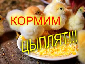 КОРМЛЕНИЕ ЦЫПЛЯТ С ПЕРВЫХ ЧАСОВ ЖИЗНИ//МОЯ ЛЮБИМАЯ УСАДЬБА