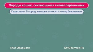 Гипоаллергенные породы кошек