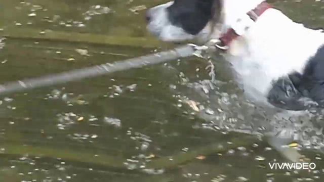 СТАФФОРДШИРСКИЙ ТЕРЬЕР В РЕКЕ смотреть онлайн