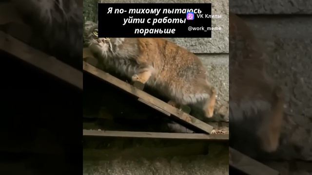 Огород подземника