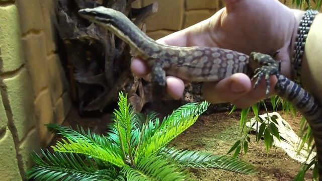 Varanus Glauerti