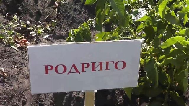 Испытание 5 сортов картофеля смотреть онлайн