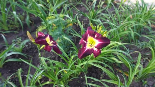 Лилейник CAMERON NIGHT смотреть онлайн