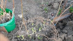 Выращиваем МАЛИНУ. Как ПРАВИЛЬНО ПОСАДИТЬ. Делюсь своими секретами