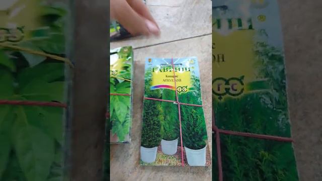 Семена комнатных растений в Росток. смотреть онлайн