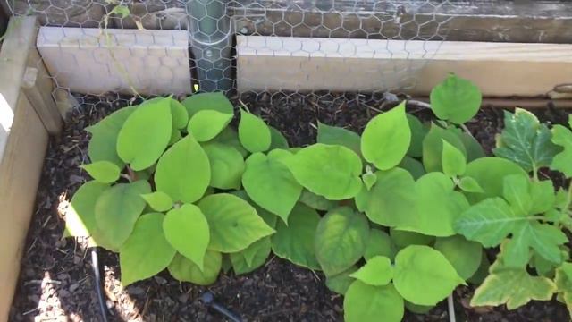 How To Grow A Kiwi Tree or Vine From Seed, Day 109 смотреть онлайн