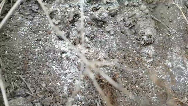 Отличное средство в борьбе с муравьями Delicia смотреть онлайн