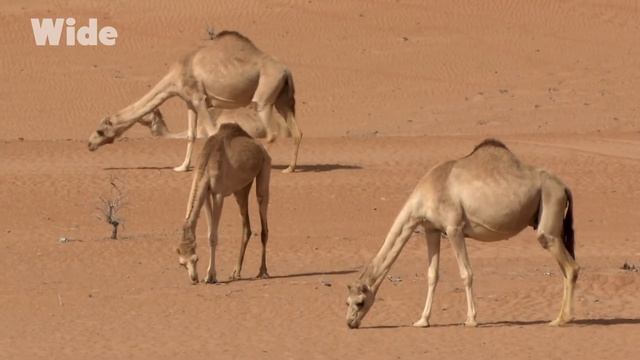Oman : Un voyage au coeur des dunes I WIDE смотреть онлайн