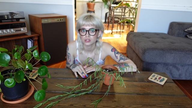 Hoya Linearis Care Guide смотреть онлайн