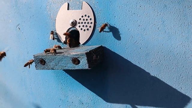 Поздний медонос для поддержки пчёл в зиму 11 Ноября. смотреть онлайн