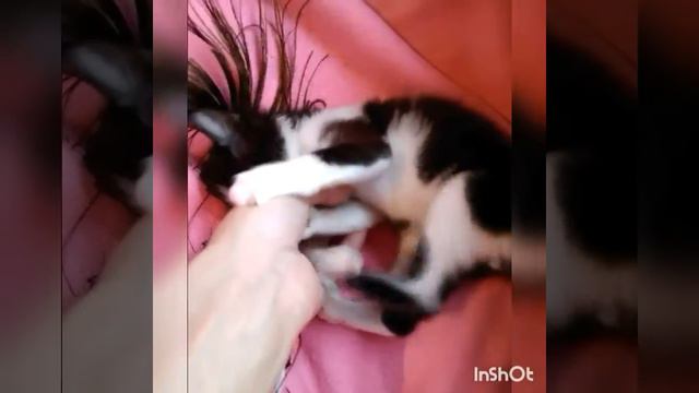 Котёнок нападает на кошку. смотреть онлайн