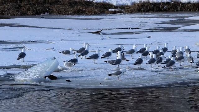 Хохотуньи на пролете. Larus cachinnans. Птицы Беларуси. смотреть онлайн