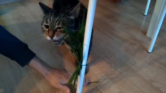 Игрушка и лакомство для кошки смотреть онлайн