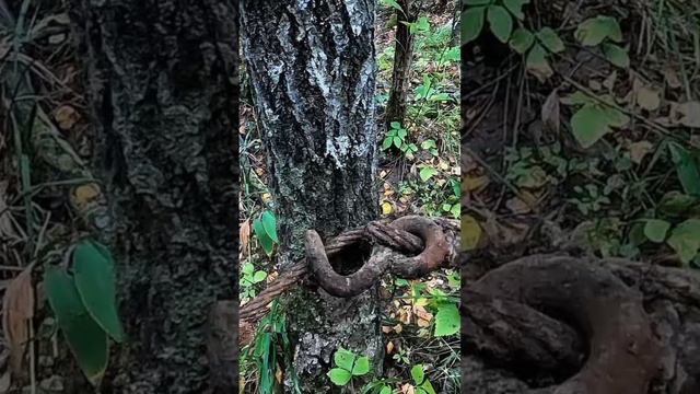 Частая находка в лесу с металлоискателем смотреть онлайн