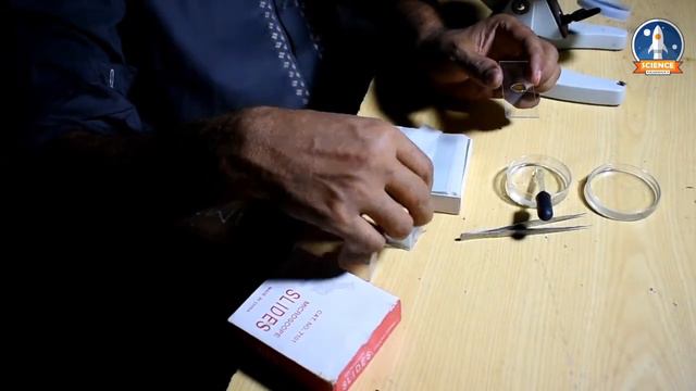 How To make Ameba slid || Microscope Slide || Easiest Way смотреть онлайн