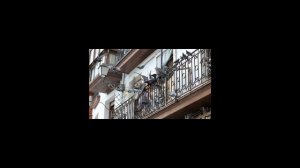 Как избавиться от голубей на балконе?