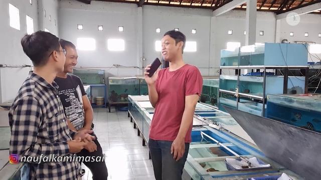 CARA MUDAH BREEDING IKAN JULIDO CHROMIS MARLIERI!!!