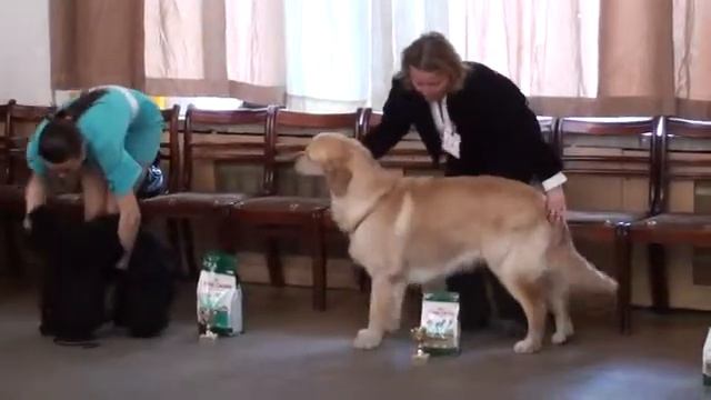 8-ая группа (FCI - 8) смотреть онлайн