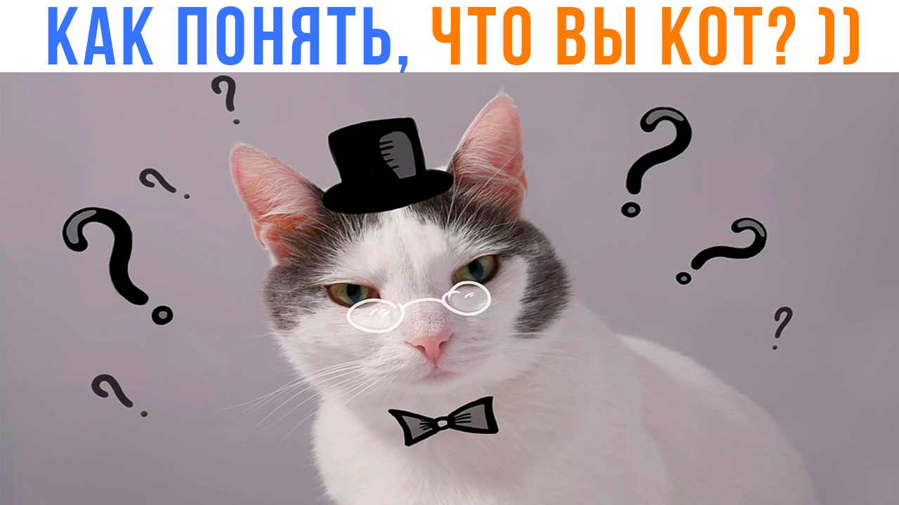 КАК ПОНЯТЬ, ЧТО ВЫ КОТ? ))) | Приколы с котами | Мемозг 1427 смотреть онлайн
