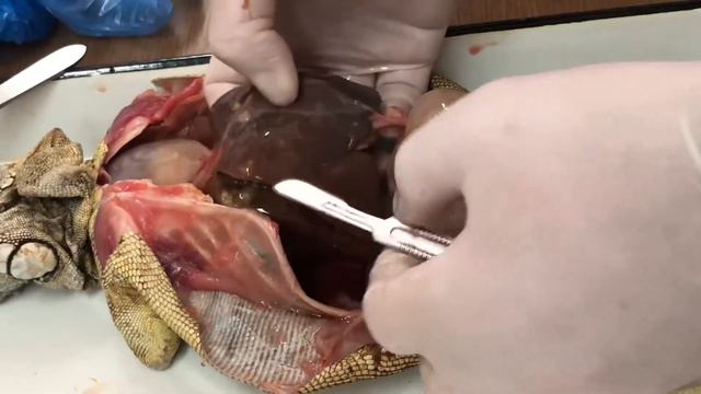 Вскрытие игуаны. Часть 2 смотреть онлайн