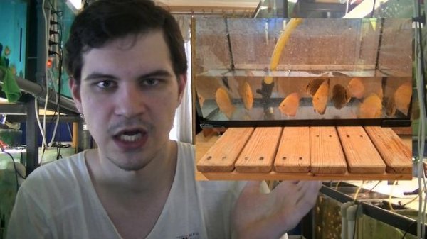 Дискусы в новый дом. Мои отправки Дискусов