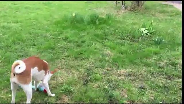 Басенджи собака с голубыми глазами (самая красивая собака в мире!!!)Basenji dog with blue eyes смотреть онлайн