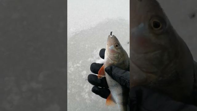 поймала окуня... смотреть онлайн