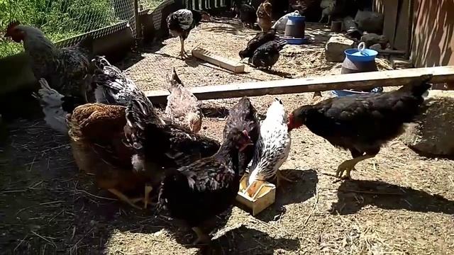 ЦЫПЛЯТА растут БЫСТРО. Кабачок и кукурузная крупа уходят на УРА)) смотреть онлайн