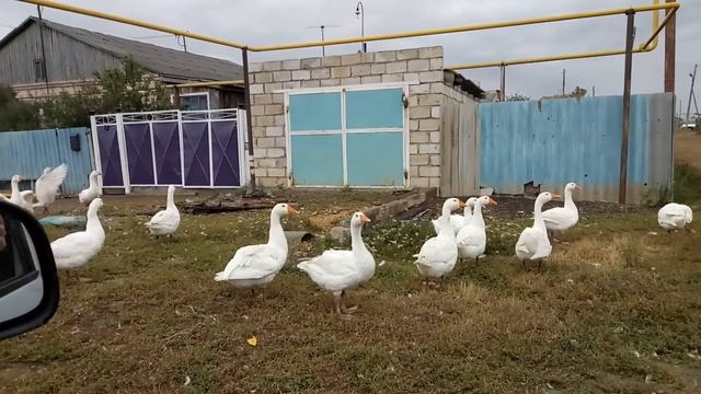 гуси указывают дорогу на Челябинск (ржач, прикол) смотреть онлайн