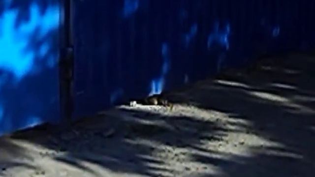 DSCN0012 собака за забором смотреть онлайн