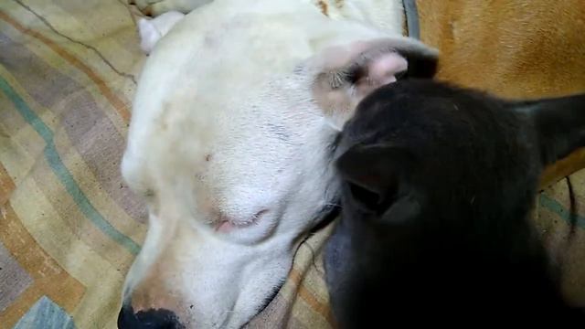 Живут как кошка с собакой смотреть онлайн