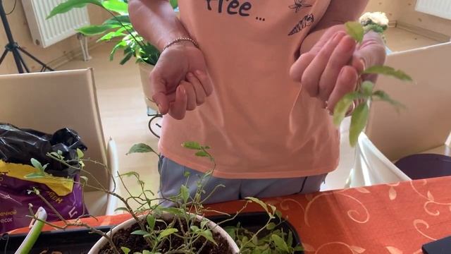 Солянум: обрезка и пересадка. Обновляем растение, наводим красоту. смотреть онлайн