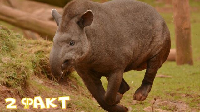 Изучаем диких животных с детьми. Тапир. Интересные факты о Тапире. смотреть онлайн