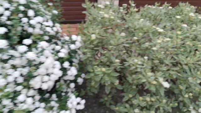 Нежненькое сочетание насаждений, я тоже люблю такое сочетание смотреть онлайн