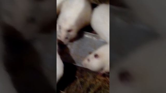 Нутрии породы грузинские смотреть онлайн