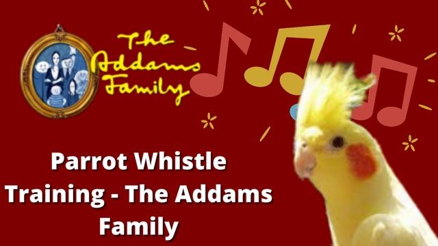 Addams Family Whistle Training For Parrots - Cockatiel, Red Rumped, Rosella, Ringneck - 1 Hour Loop