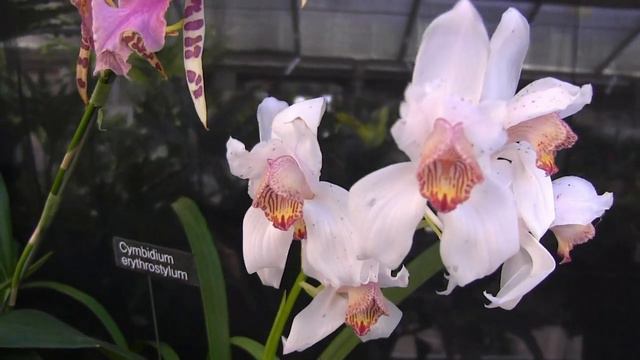 Washington, DC: National Capital Orchid Society Show & Sale • October 2015 смотреть онлайн